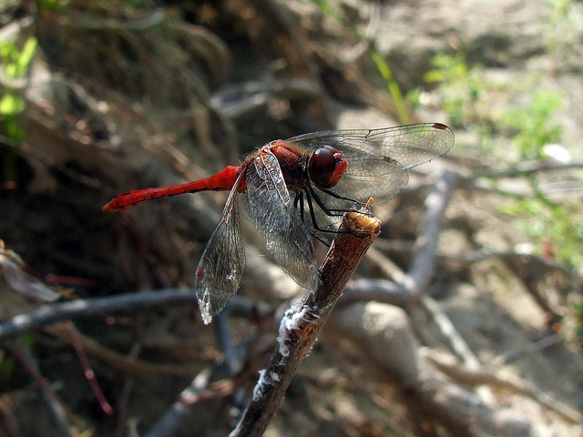 Red dragonfly.jpg